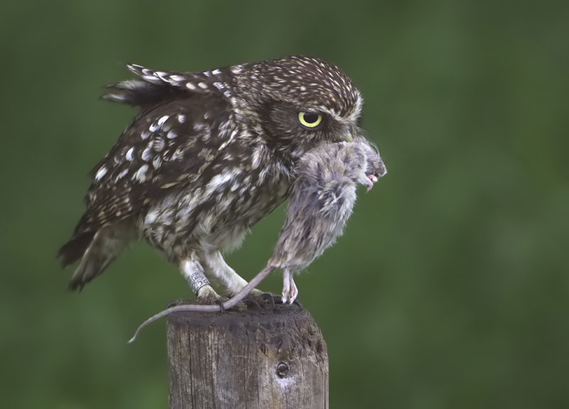 donkere steenuil L.jpg